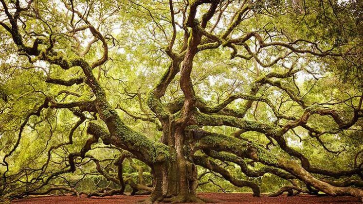 www.volviendoanacer.es | BioNeuroEmoción® Madrid | Cómo elaborar e interpretar tu árbol genealógico | Repetimos los secretos
