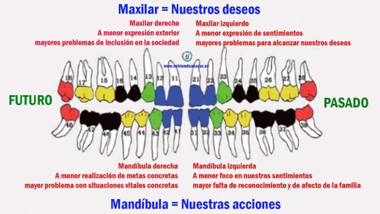 https://volviendoanacer.es | © Descodificación Biológica Integrativa (DBI) | Conflictos Biológicos de la Boca: Relación entre Dientes y Órganos (Parte 2) | Emociones, órganos y trastornos dentales