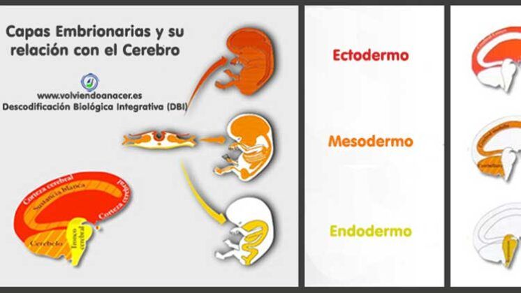 www.volviendoanacer.es | Descodificación Biológica Integrativa (DBI) | 3ª Ley Biológica del Dr. Hamer: Capas Embrionarias